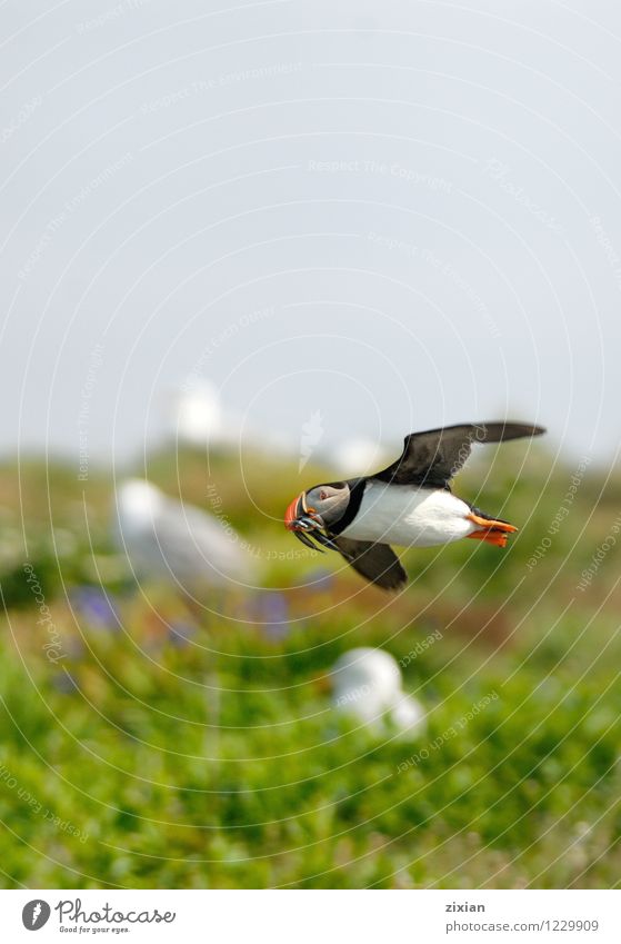 Puffin with fishes Animal Wild animal Bird 1 Wood Running Catch Flying Multicoloured Colour photo Detail Deserted Morning Day Sunlight Forward