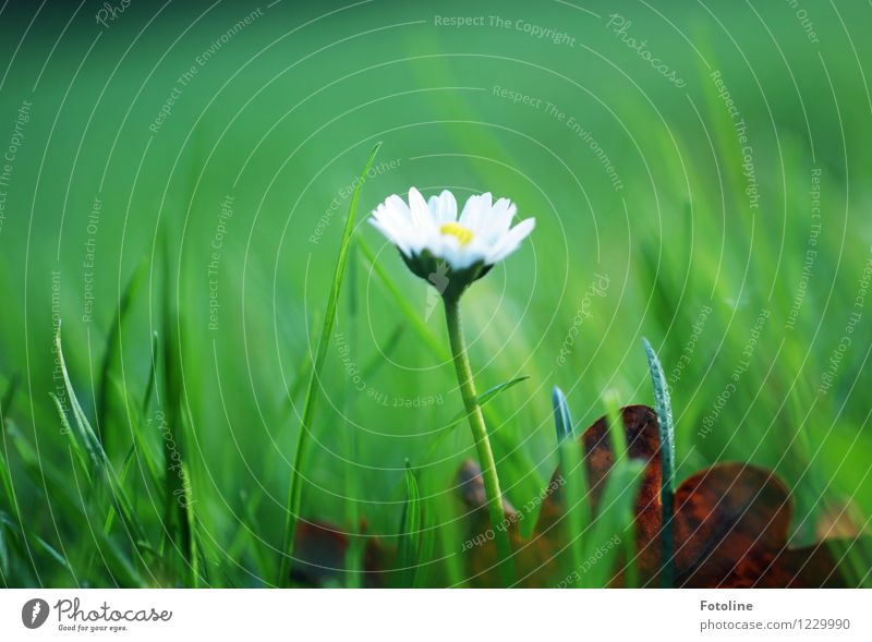 daisies Environment Nature Plant Flower Garden Meadow Bright Natural Green White Daisy Blossoming Colour photo Multicoloured Exterior shot Close-up Day Light