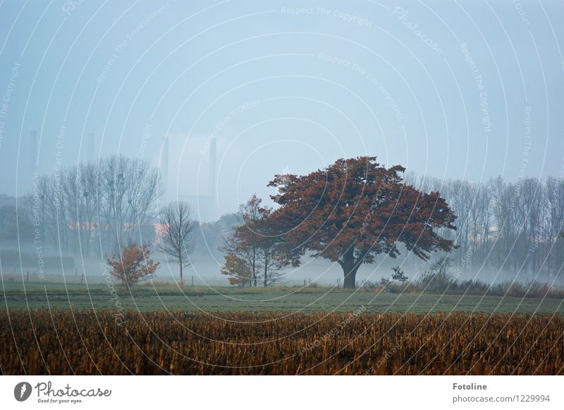Autumn morning Environment Nature Landscape Plant Sky Cloudless sky Fog Tree Field Natural Autumnal Chimney Thermal power station Colour photo Multicoloured