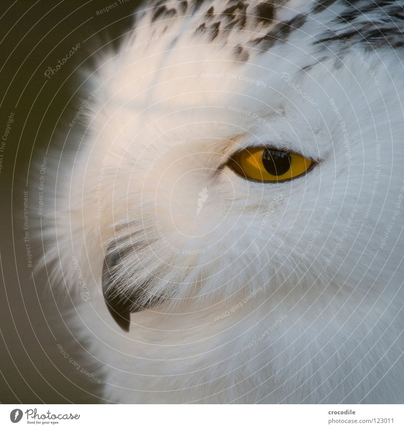 golden eye Animal Living thing Zoo Bird Looking Motionless Beak Soft Downy feather Pupil Feather Eyes Bird's head Animal face Looking into the camera