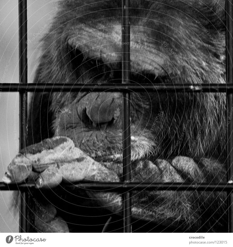 Chimpanzees need freedom lll Zoo Apes Captured Grief Grating Jail sentence Forehead Pelt Distress Black & white photo Animal Trip prison Sadness sad Looking