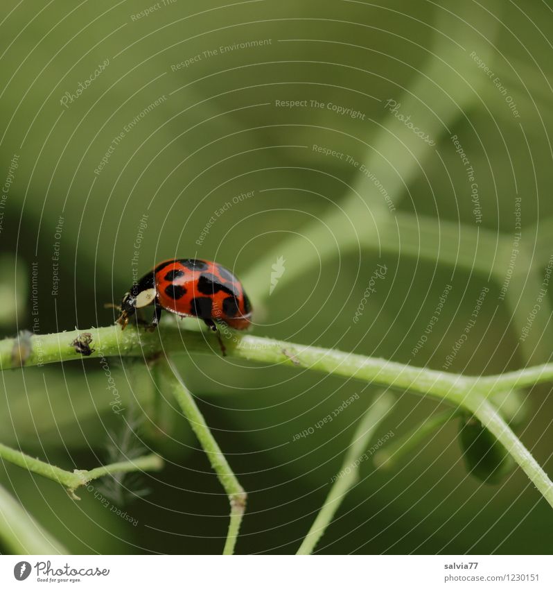 search for food Nature Plant Animal Summer Foliage plant Wild animal Beetle Ladybird 1 To feed Crawl Small Brown Green Orange Environment Elderflower Stalk