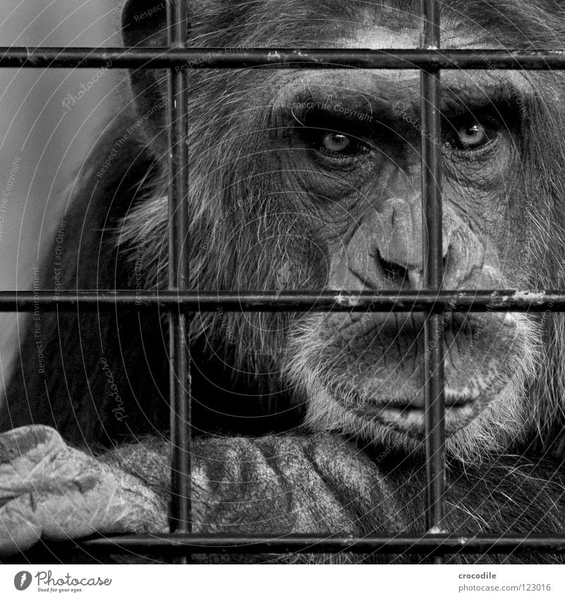 Chimpanzees need freedom lV Zoo Apes Captured Grief Grating Jail sentence Forehead Pelt Black & white photo Distress Animal Trip prison Sadness sad Looking