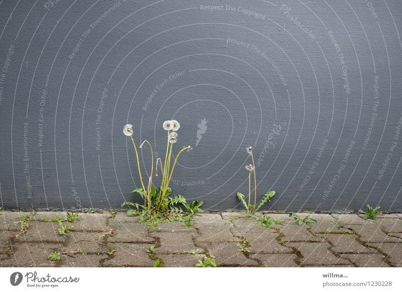 Blowballs grow out of the grey wall of a house between paving slabs Flower Wild plant Dandelion Wall (barrier) Wall (building) Gray Survive Daisy Family