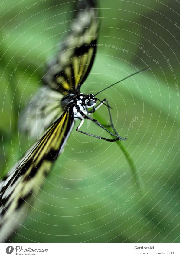Butterfly I Insect Animal Nature Trunk Nectar Flying Wing Feeler Legs Eyes Flower Stalk Judder Fine Delicate Easy Sensitive Elegant Noble Soft Sweet Beautiful