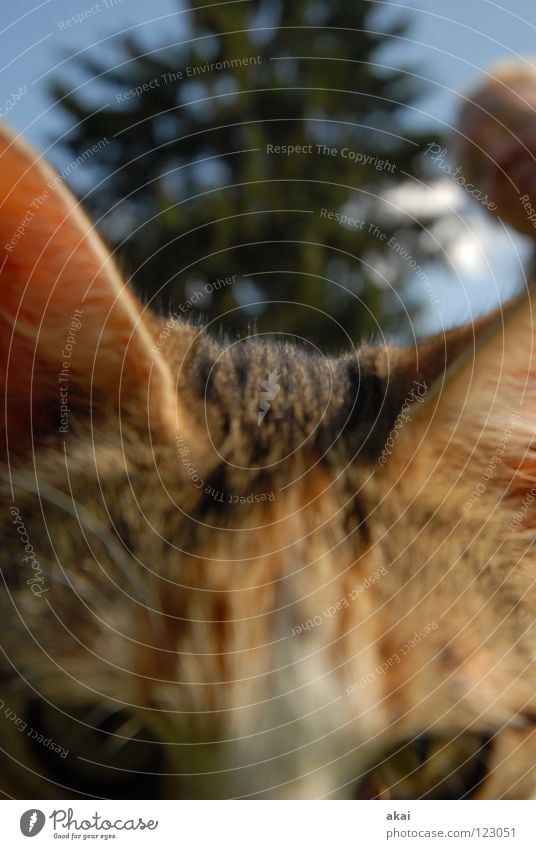 Valentine for Froggy Animal Cat Domestic cat Feed Barn fowl Watchfulness Testing & Control Hunter Hunting Warped Fear Playing Macro (Extreme close-up) Close-up