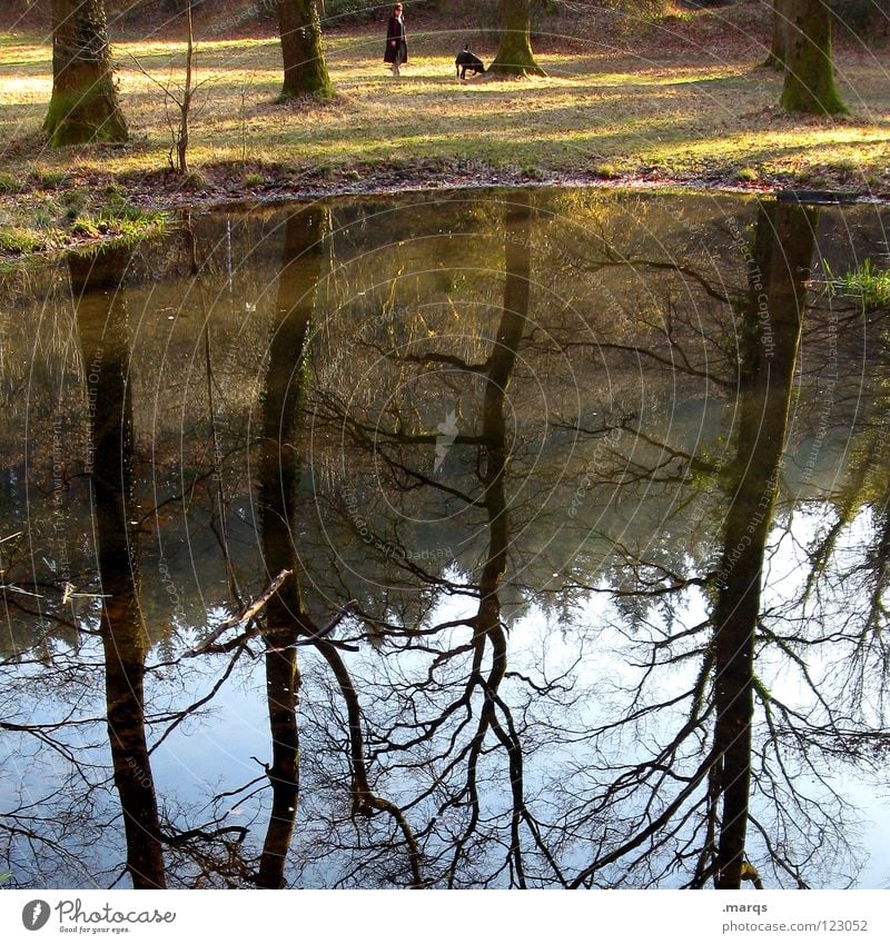 outlet To go for a walk Dog Animal Body of water Lake Park Tree Forest Reflection Opposite Afternoon Leisure and hobbies Human being Water Nature Sky upturned