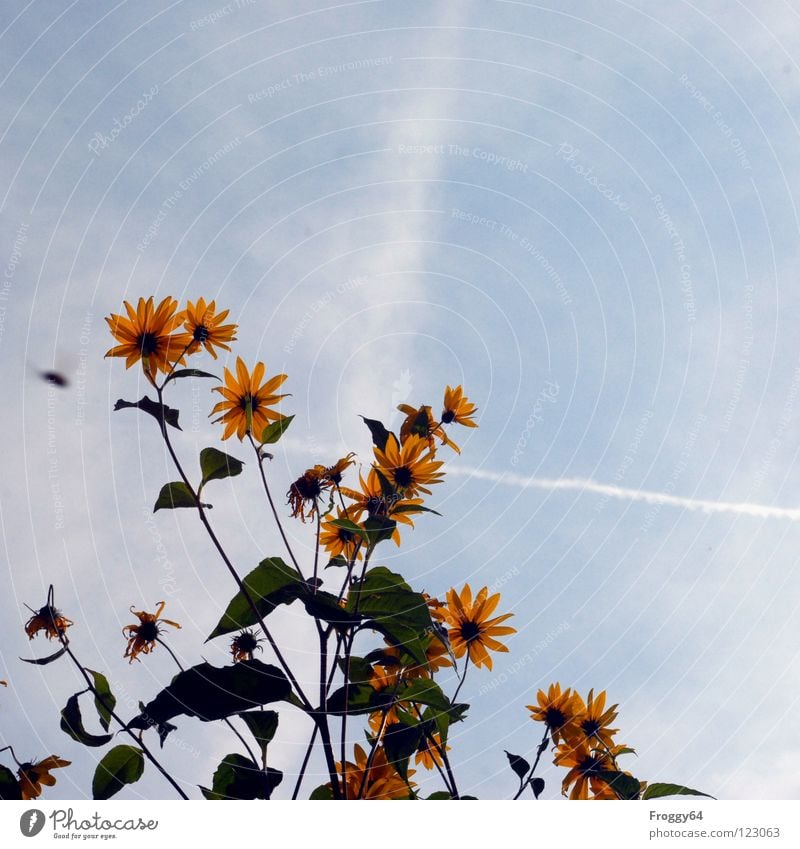 Valentine's Day Summer Plant Botany Part of the plant Verdant Environment Sunflower Sky blue Flower Blossom Stalk Back-light Worm's-eye view Beautiful weather