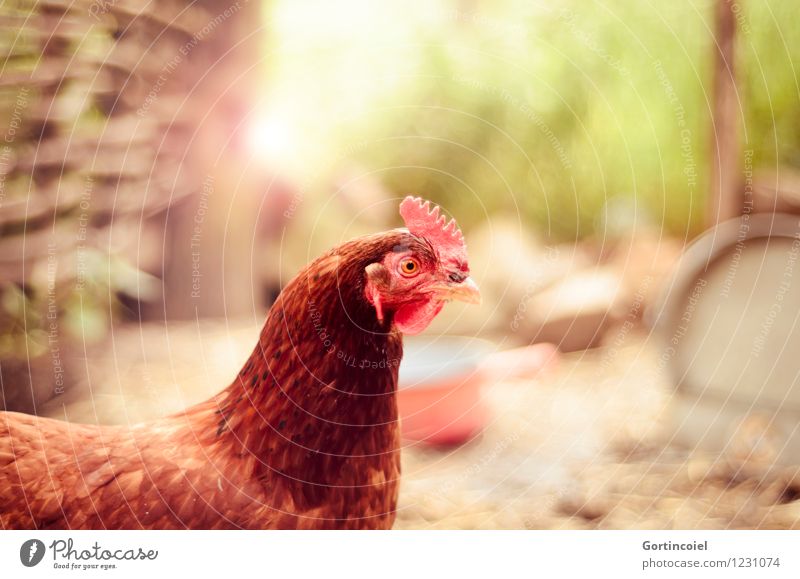 hen Summer Animal Farm animal Bird Animal face 1 Happy Brown Barn fowl Organic produce Chicken coop Free-range rearing Country life Feather Crest Colour photo