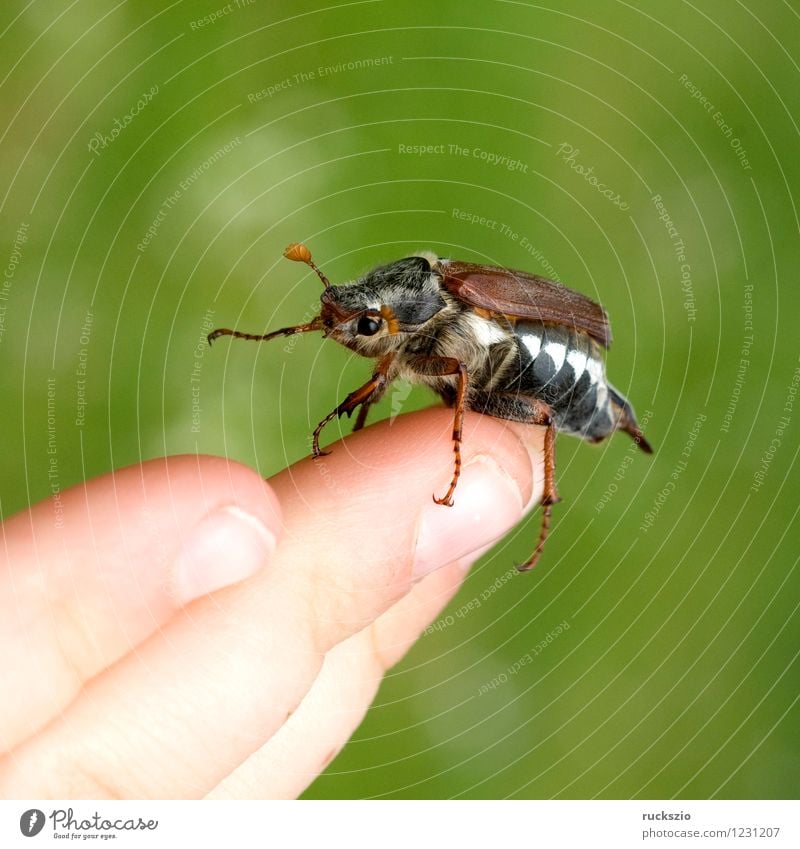 Maikaefer; Melolontha; Starting, Nature Animal Beetle Beginning May bug melolontha launching take off Flying Male field maikaefer skullcap Insect cockchafer