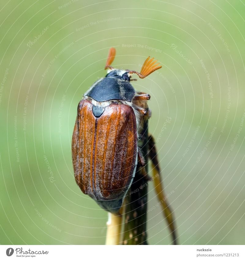 Maikaefer; Melolontha; Nature Animal Beetle Walking May bug melolontha Male field maikaefer skullcap Insect cockchafer Maldives Male cockchafer Shea Edling