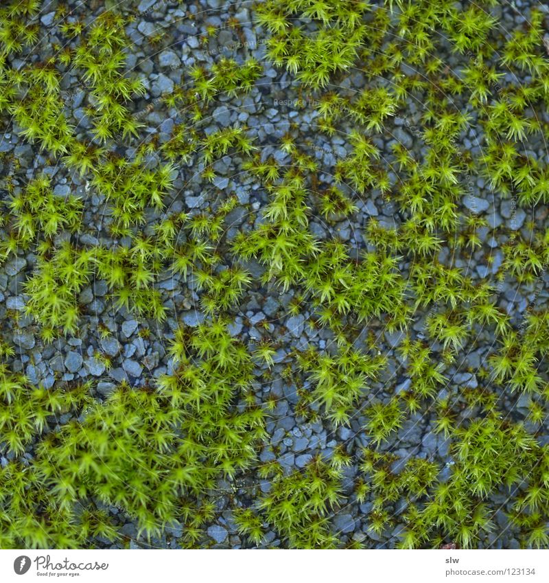 Grey & Green Gray Tar Tar paper Wet Grass green Gravel Macro (Extreme close-up) Close-up Blue Slate blue Plant garden gravel