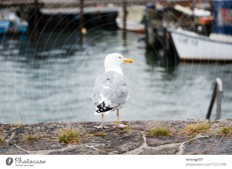 harbor master Summer Baltic Sea Fishing village Port City Harbour Wall (barrier) Wall (building) Animal Wild animal Bird Seagull 1 Town Brown Gray Black White