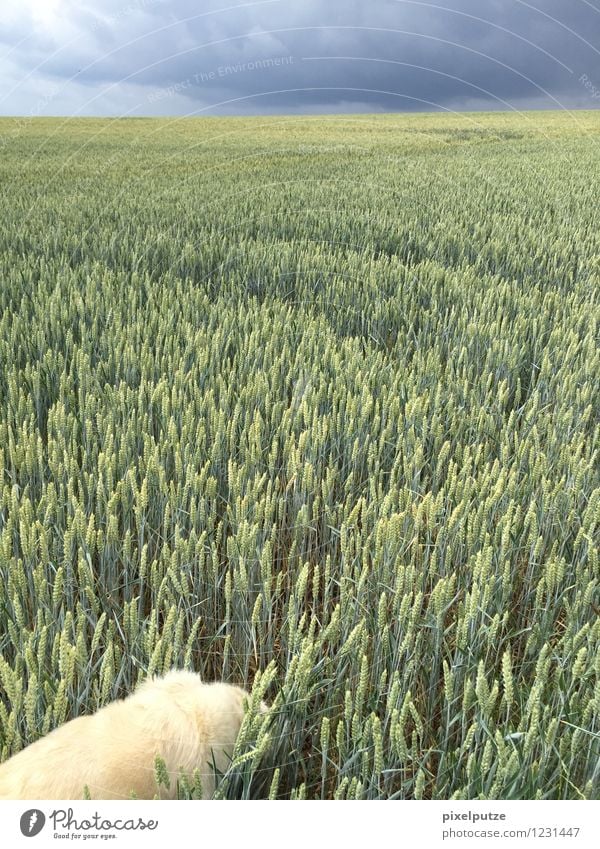 A dog in the cornfield 3 Nature Landscape Plant Agricultural crop Animal Pet Dog 1 Field To go for a walk Walk the dog Colour photo Exterior shot Deserted