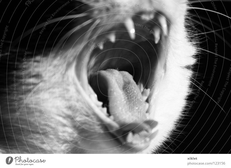 cat Cat Open Animal Mammal Boredom Black & white photo Mouth Teeth Bite Snarl Set of teeth Dangerous Threaten Tongue Yawn Fatigue