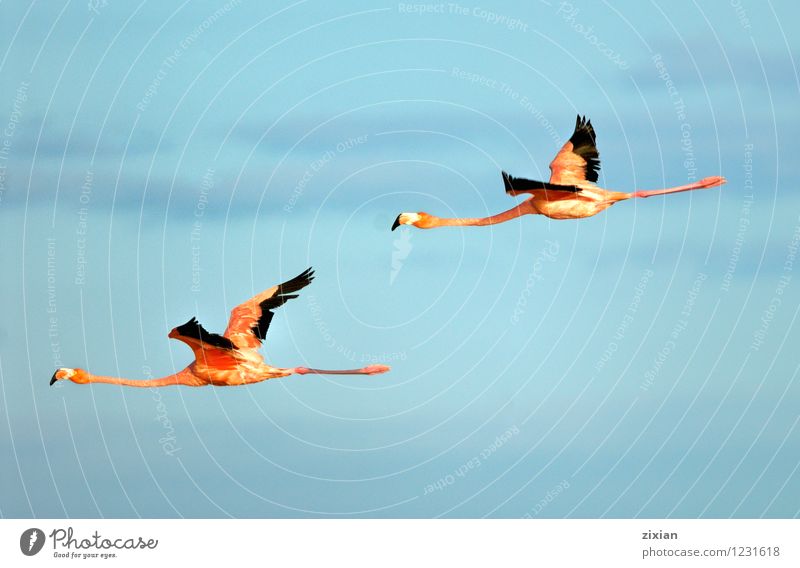 flamingo bird flying