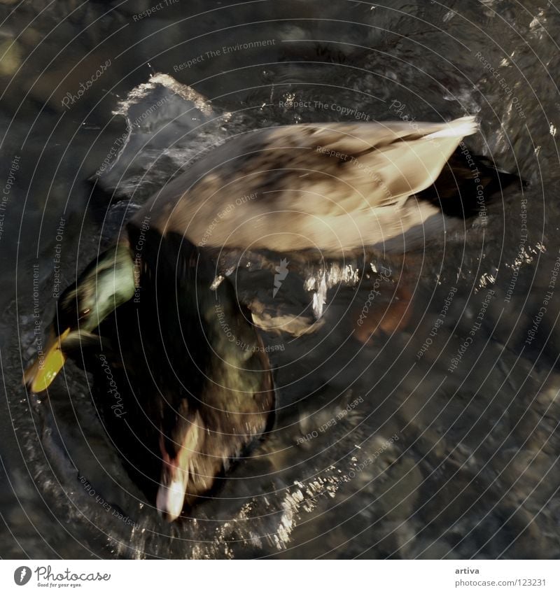 duck Bird lake goose water fly sea collision
