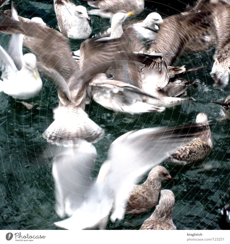 Gulls II Colour photo Subdued colour Exterior shot Deserted Bird's-eye view Ocean Animal Water Seagull Group of animals Flock Speed Chaos Loud Food envy frantic