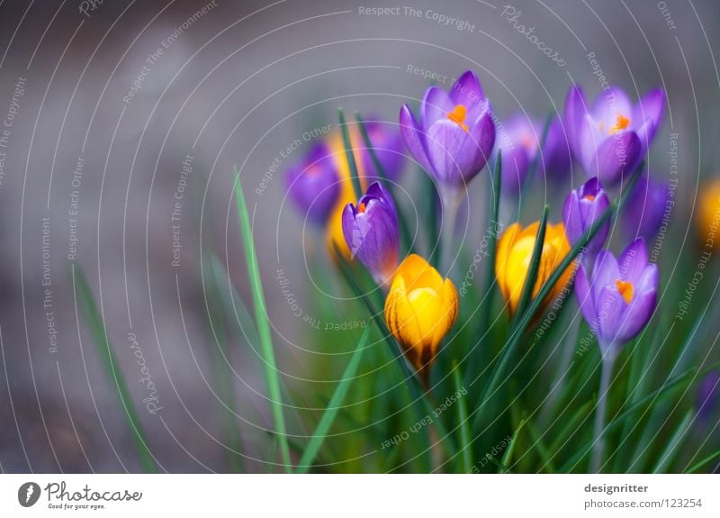 early riser Crocus Spring flowering plant Winter Flower Blossom Growth Flourish Life Multicoloured Physics Wake up Arise Morning Alert Jump Live Plant