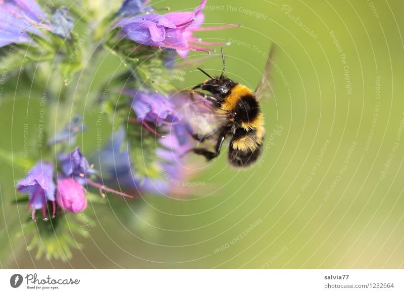 bumblebee Environment Nature Plant Animal Summer Flower Blossom Wild plant Garden Wild animal Bumble bee 1 Touch Blossoming Fragrance Flying Small Cute Thorny