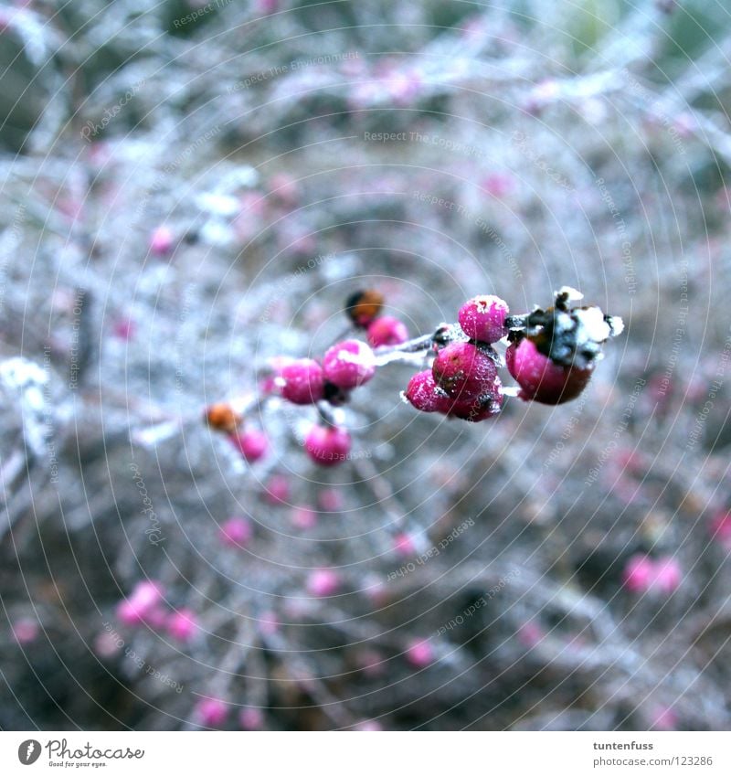 spring awakening Winter Mannheim Hoar frost Bushes Pink White Berries Snow