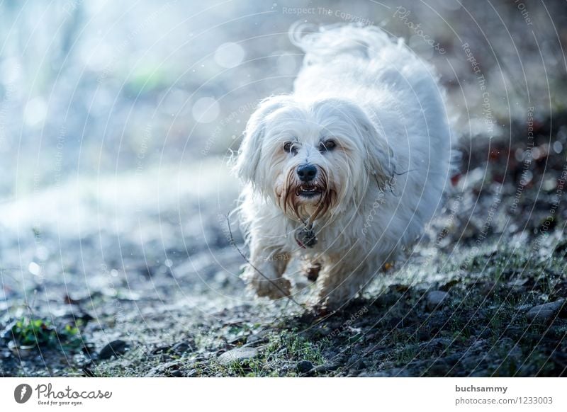 Action in the morning Animal Grass Pelt Long-haired Pet Dog 1 Small Blue White bishop Watchdog Havanese Running action Colour photo Exterior shot Deserted