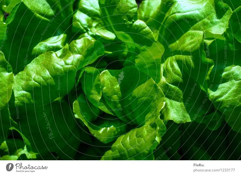 fresh green Food Lettuce Salad Nutrition Organic produce Vegetarian diet Diet Nature Plant Leaf Fresh Healthy Delicious Green Vegan diet Salad leaf
