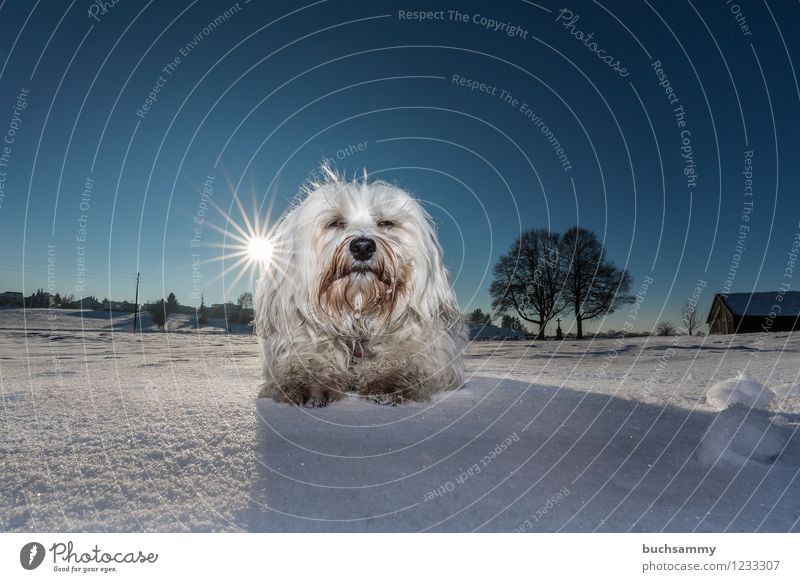 Dog in winter Beautiful weather Snow Animal Pet 1 Lie Looking Blue White Germany Colour photo Exterior shot Deserted Copy Space top Copy Space bottom Day