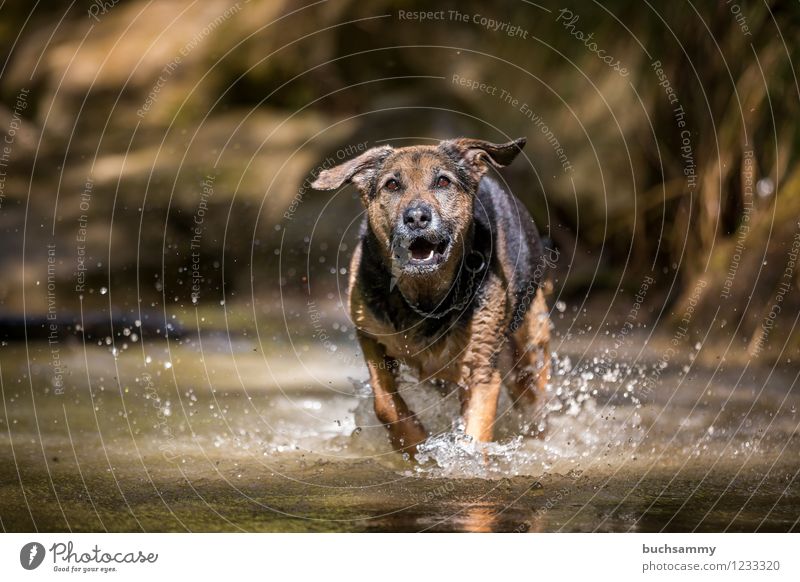 Dog in the water Joy Playing Water Drops of water Spring Animal Pet 1 Jump Wet Speed Watchdog Crossbreed Rottweiler Shepherd dog Sunday Colour photo