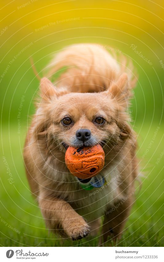 Dog with ball Nature Spring Pet 1 Animal Jump Brown Yellow Green White Ball Europe Germany Small Retrieve Playing Going Colour photo Exterior shot Deserted Day