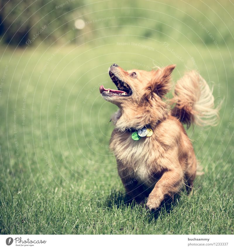 View upwards Spring Summer Grass Meadow Garden Animal Pet Dog 1 Walking Playing Jump Romp Brown Green White Colour photo Exterior shot Deserted Sunlight