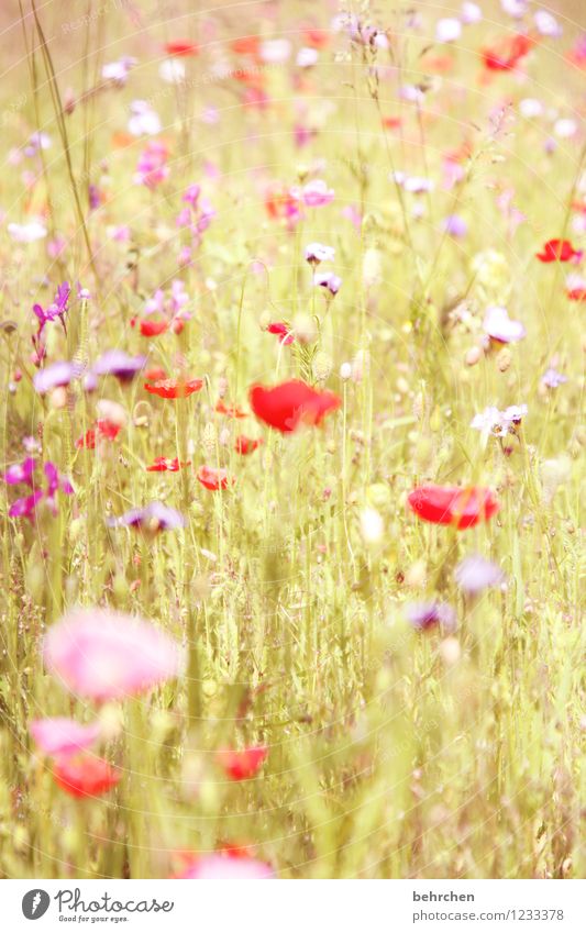 summer love Nature Plant Spring Summer Beautiful weather Flower Grass Leaf Blossom Wild plant Poppy Garden Park Meadow Field Blossoming Faded Growth Fragrance