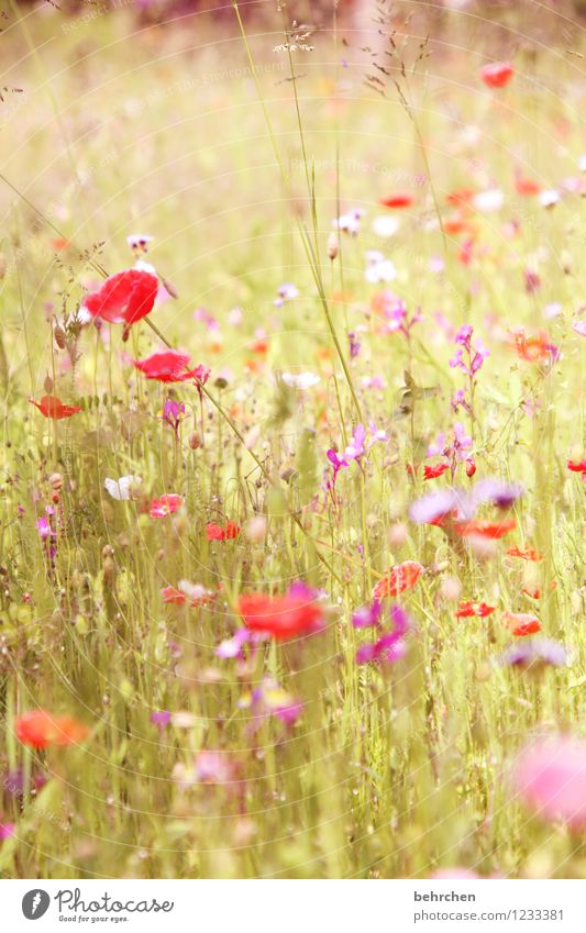 Monday halt. Nature Plant Spring Summer Beautiful weather Flower Grass Leaf Blossom Wild plant Poppy Garden Park Meadow Blossoming Faded Growth Fresh