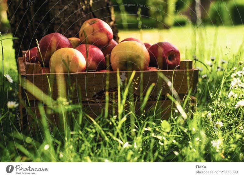 harvest time Food Fruit Apple Nutrition Organic produce Vegetarian diet Environment Plant Sun Sunlight Summer Grass Fresh Healthy Delicious Yellow Green Red