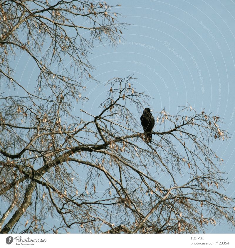 Blackbird Bird Loneliness Tree Switzerland Sky Branch Flying Sparse Twig Nature Wing Sit Freedom
