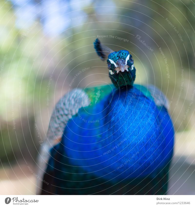 Such a peacock Animal Wild animal Bird Wing Zoo 1 Blue Green Peacock Feather Poultry Pennate Looking Exceptional Perspective Colour photo Exterior shot Detail