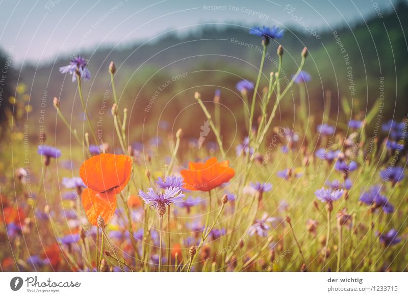 Poppy seed and grain 1 Environment Nature Landscape Plant Sky Beautiful weather Poppy blossom Cornflower Meadow Forest Mountain Thueringer Wald Esthetic Warmth