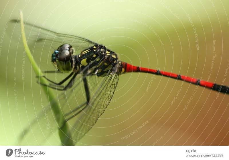 The kite is loose! Animal Wing Yellow Red Black Dragonfly Insect Asia Singapore Striped Compound eye Hind quarters Fate lathrecista agrionoptera Colour photo