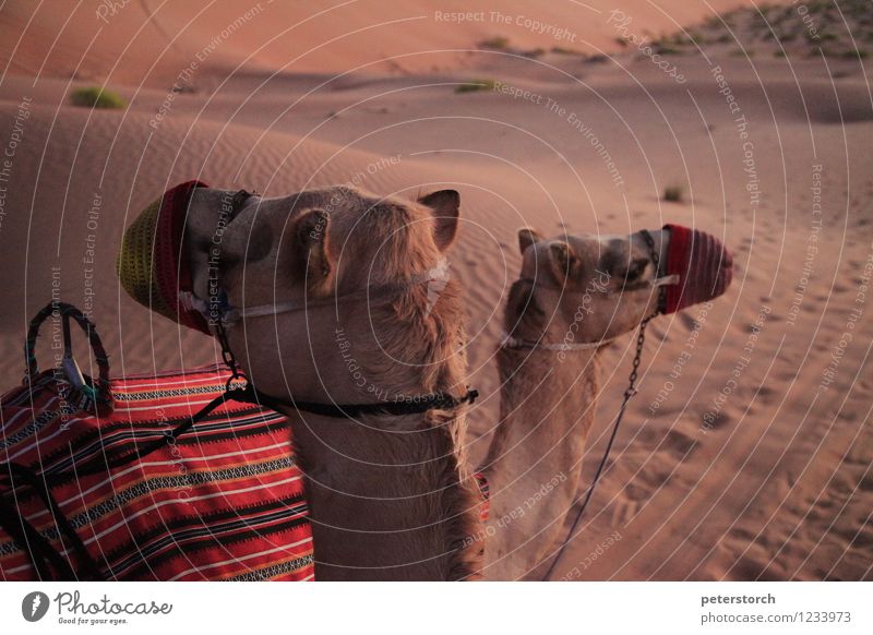 two dromedaries in the Rub al-Khali Ride Vacation & Travel Far-off places Sand Desert Farm animal Dromedary 2 Animal Exotic Together Beautiful Moody Serene