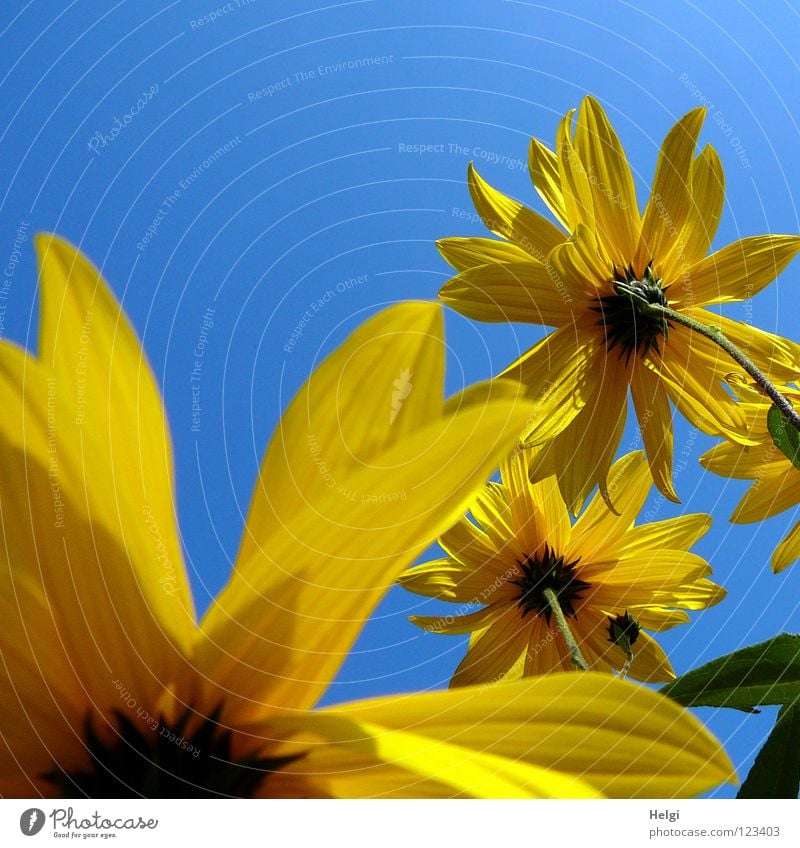 yellow flowers from the frog's perspective in front of a blue sky Flower Blossom Sunflower Blossom leave Stalk Side Side by side Together Towering Yellow Green