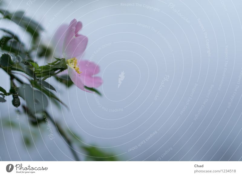 Pink flower Harmonious Well-being Contentment Relaxation Calm Meditation Garden Environment Nature Plant Animal Flower Leaf Blossom Foliage plant Lakeside