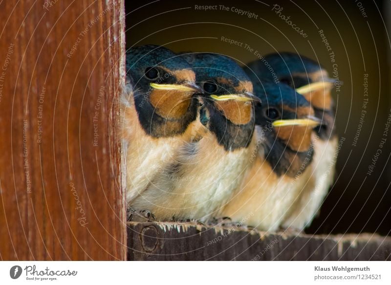 4 young barn swallows wait for food and look expectantly into the surroundings Environment Nature Animal Spring Summer door Wild animal Bird Grand piano Claw