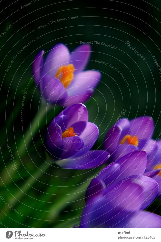 spring messengers II Flower Blossom Violet Green Yellow Black Spring Wake up Growth New start Delicate Small Happiness Well-being Open Orange Blossoming Warmth