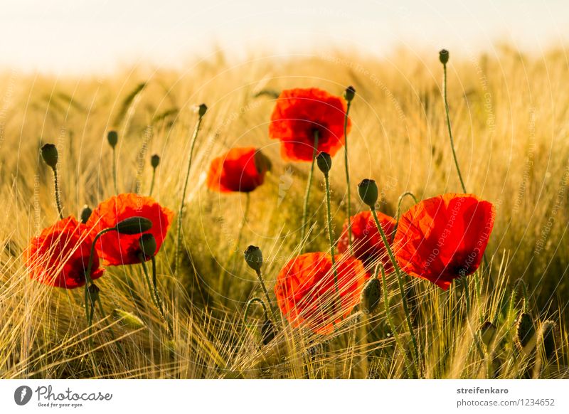 Portuguese Flowers A Royalty Free Stock Photo From Photocase