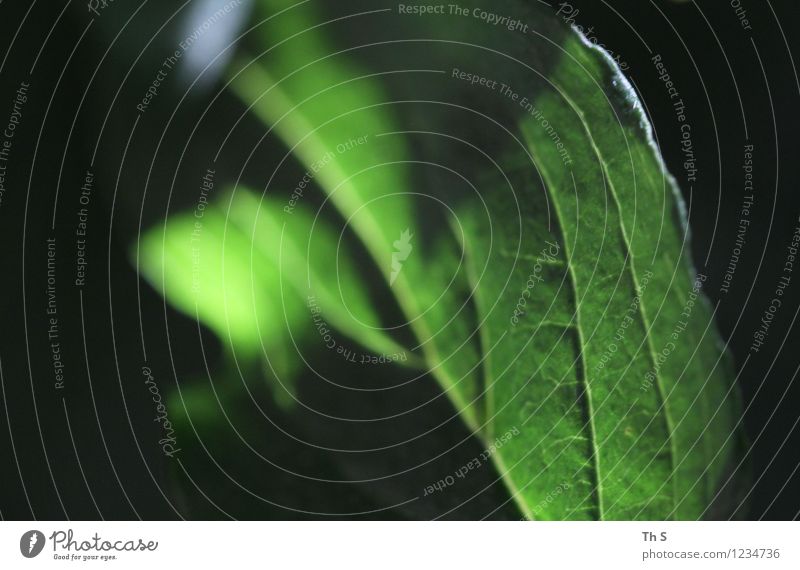 leaf Nature Plant Spring Summer Leaf Movement Blossoming Illuminate Esthetic Authentic Simple Elegant Fresh Natural Green Serene Patient Calm Uniqueness