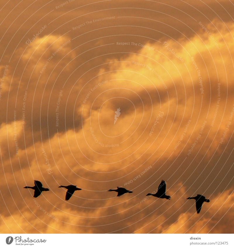 I Like Birds *50* Freedom Clouds Bad weather Wing Flying Infinity Wanderlust Goose Sunset Formation Row Leader Exterior shot Silhouette Colour photo Dusk