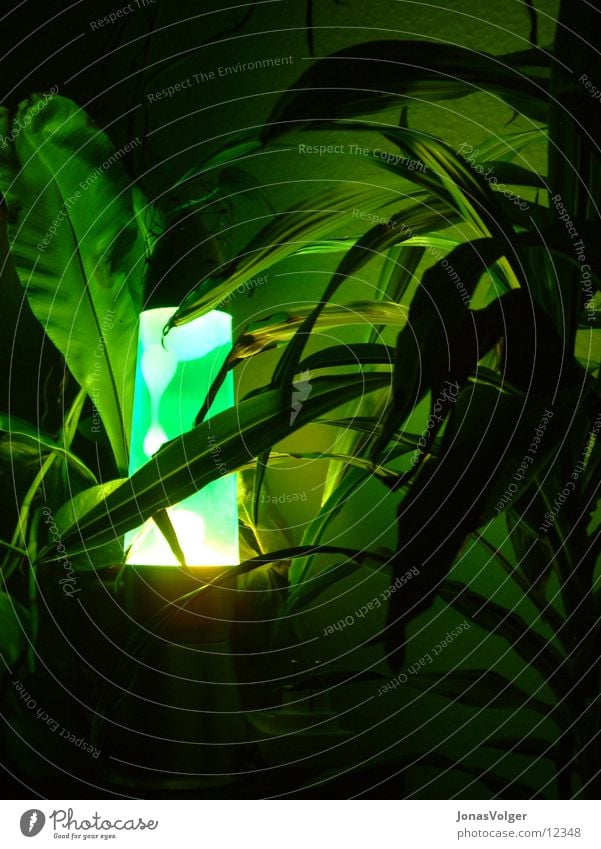 Green lava in the thicket Lava lamp Plant Light Dark Living or residing