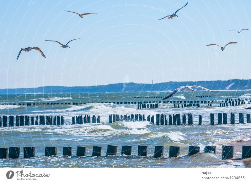 Seagulls circle over groynes at the Baltic Sea beach Leisure and hobbies Vacation & Travel Ocean Nature Animal Bird Flock Historic Blue Idyll Silvery gull