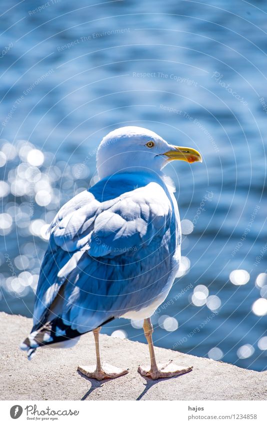 Silver Gull sits against the light Nature Animal Water Baltic Sea Harbour Bird Sit Round Blue Silvery gull Larus argentatus Pontoppidan Mole reflections sunny
