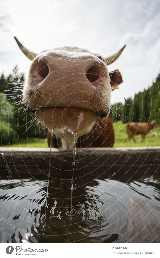 Want a sip? Beverage Drinking Cold drink Drinking water Well-being Vacation & Travel Nature Landscape Water Meadow Field Alps Animal Farm animal Cow Animal face